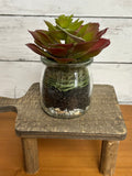 Jar red rosette succulent