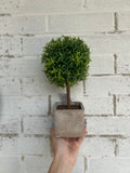 Tree Decor
